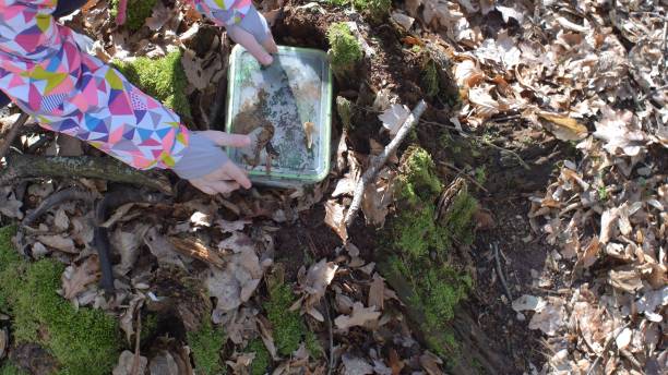 niño jugando juego de caza del tesoro ocultando y encontrando contenedor de geocaché en el bosque - scavenger hunt fotografías e imágenes de stock