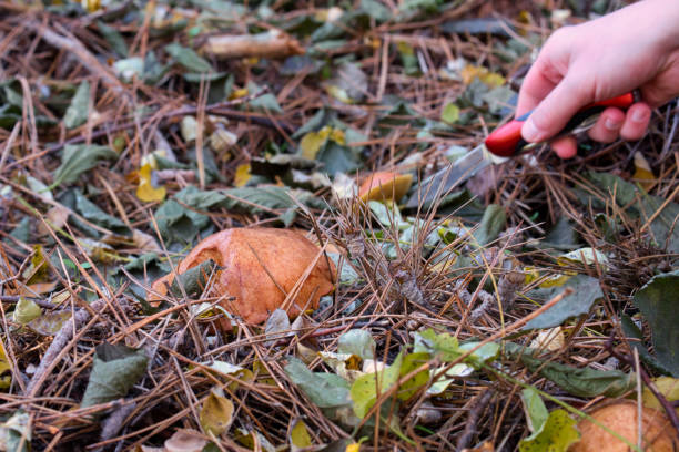 istock Wild mushrooms growing in the autumn forest 1283999037