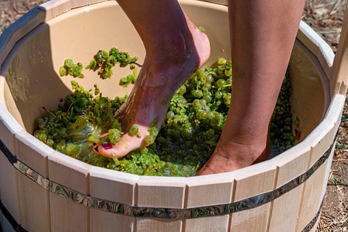 Close-up of female feets crush grapes for a wine in a wooden tub