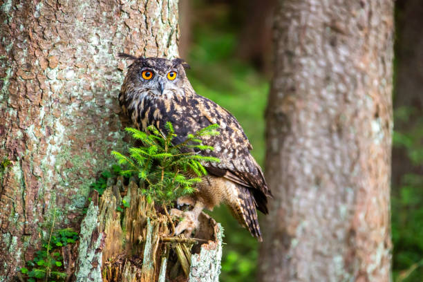 Uhu in habitat forest Hlinsko eurasian eagle owl stock pictures, royalty-free photos & images