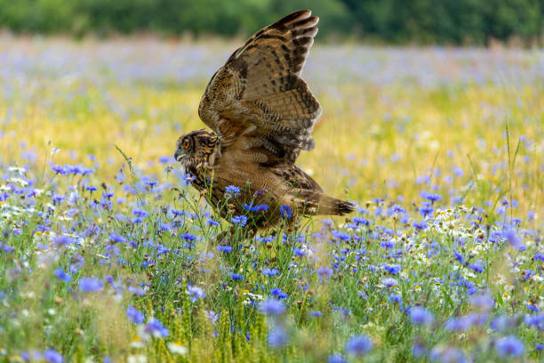 istock Uhu in the cornfield with blue cornflowers 1284001454