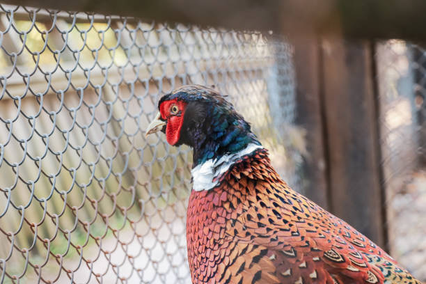 Pheasant bird head portrait in zoo cage