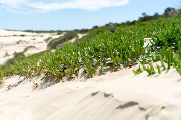 Sand dunes and green plant on foreground