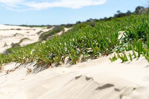 Sand dunes and green plant on foreground