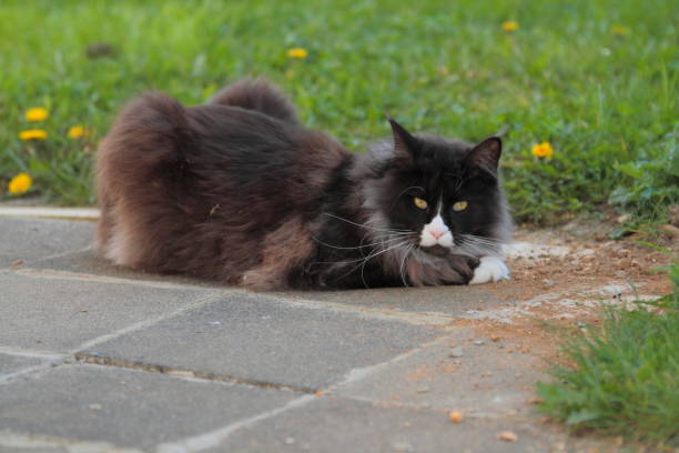 istock Big Maine coon tomcat plays 1284004768