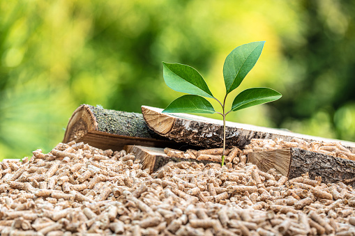 wood pellets with leaf and tree trunks. concept of eco-sustainable fuel.