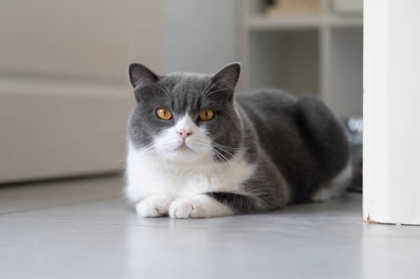istock British Shorthair lying on the floor 1284006114