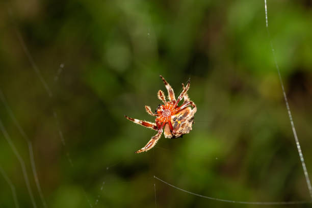 istock A spider weaves its web in the rainforest 1284008858