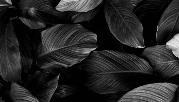 abstrakcyjne monochromatyczne liście tła - fotografika obrazy zdjęcia i obrazy z banku zdjęć