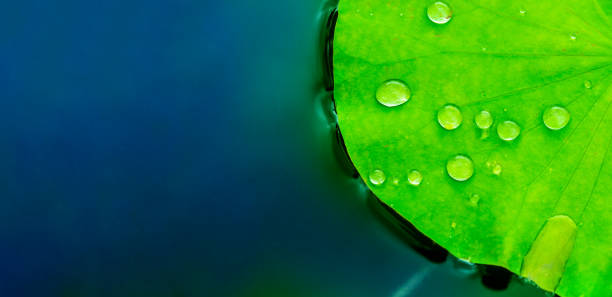 Water drops on lotus leaf on water Water drops on lotus leaf on water background, Flat top view aquatic plant stock pictures, royalty-free photos & images