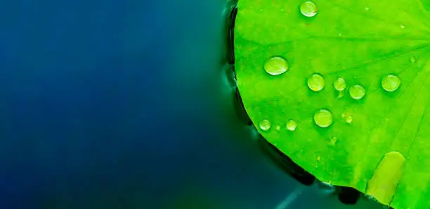 Water drops on lotus leaf on water background, Flat top view