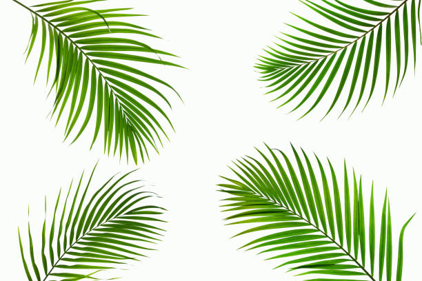 istock leaves of coconut isolated on white background 1284009546