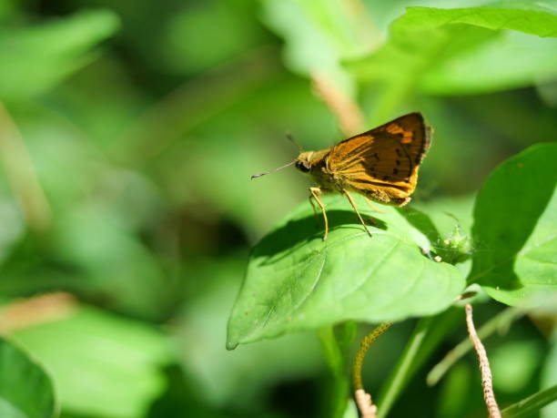 istock Fiery skipper butterfly on plant leaf with natural green background 1284009815