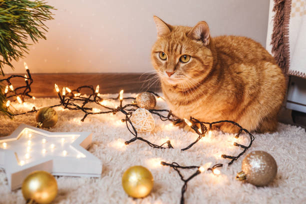 istock Ginger cat lie near the Christmas tree. 1284010088