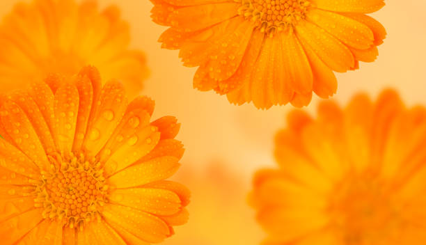 Orange medicinal herb Calendula flowers or Pot Marigold with water drops on a yellow gradient background. Beautiful wallpaper or greeting card. Long banner or template Orange medicinal herb Calendula flowers or Pot Marigold with water drops on a yellow gradient background. Beautiful wallpaper or greeting card. Long banner or template with free space. pot marigold stock pictures, royalty-free photos & images