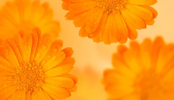 Photo of Orange medicinal herb Calendula flowers or Pot Marigold with water drops on a yellow gradient background. Beautiful wallpaper or greeting card. Long banner or template