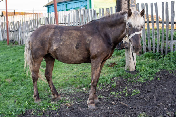 istock a brown horse with a white mane 1284011833