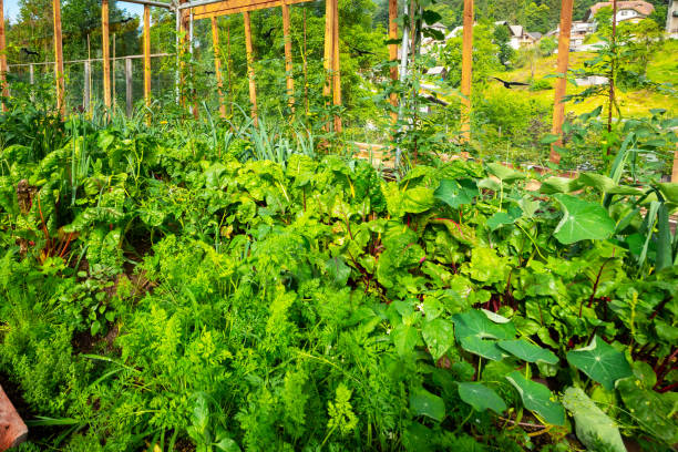 istock Greenhouse with plants 1284011858