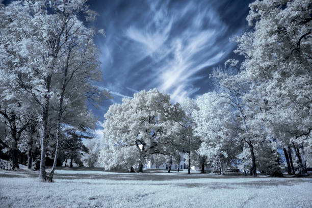 infrared photo of summer trees