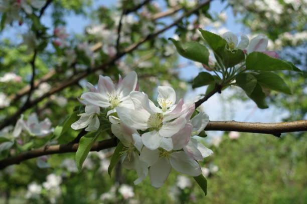 istock Light pink flowers of apple tree in April 1284014508