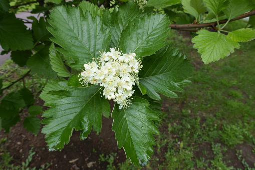 Top view of corymb of white flowers of Sorbus aria in May