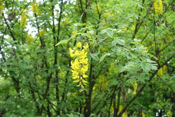 One yellow raceme of Laburnum anagyroides in May One yellow raceme of Laburnum anagyroides in May bright yellow laburnum flowers in garden golden chain tree image stock pictures, royalty-free photos & images
