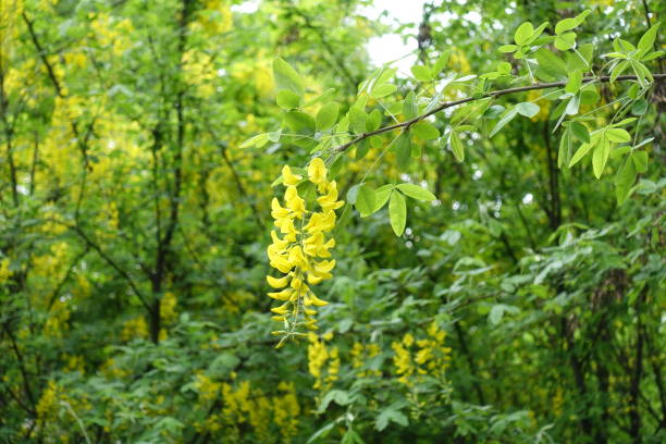 Pendent yellow raceme of Laburnum anagyroides in May Pendent yellow raceme of Laburnum anagyroides in May bright yellow laburnum flowers in garden golden chain tree image stock pictures, royalty-free photos & images