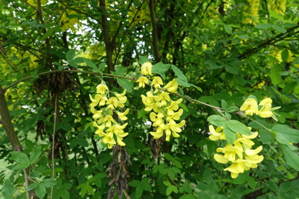 Several yellow panicles of flowers of Laburnum anagyroides in May Several yellow panicles of flowers of Laburnum anagyroides in May bright yellow laburnum flowers in garden golden chain tree image stock pictures, royalty-free photos & images