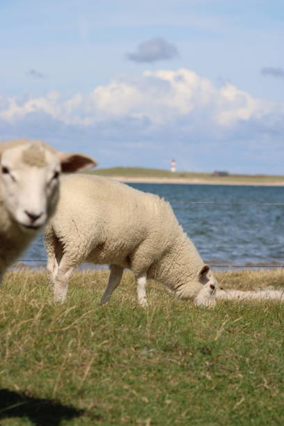 Showing: a sheep photobombing a beautiful postcard photo in North Frisia