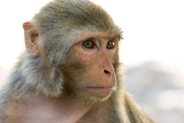 Rhesus macaque Portrait of a Rhesus macaque (Macaca mulatta) from Assam, India. It is a widely found monkey native to South, Central and Southeast Asia. macaque stock pictures, royalty-free photos & images