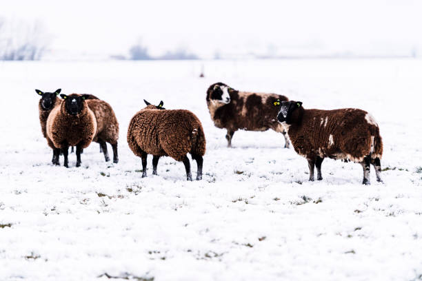 istock Black Sheep in a snow covered meadow in a winter landscape 1284015974
