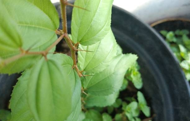 istock Green leaf of thorny plants 1284016081