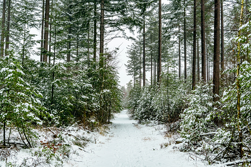 Path in a snowy winter pine tree forest during a cold winter day with fresh snowfall at the Dellen in Gelderland, The Netherlands. in Gelderland, The Netherlands.