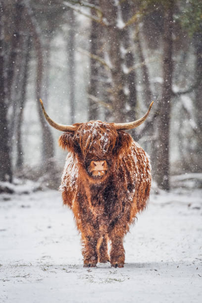 Portrait of a Scottish Highland cow in the snow in a forest during winter Portrait of a Scottish Highland cow cattle in the snow during winter. The Scottish Highlanders are used in the nature conservation of the Veluwe to ensure that heather areas do not grow densely. highland cattle stock pictures, royalty-free photos & images