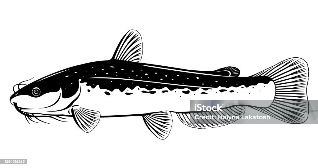 Channel Catfish Black And White Stock Illustration - Download