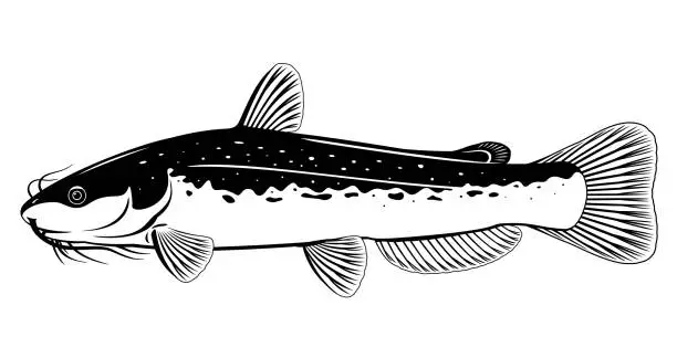 Vector illustration of Channel catfish black and white