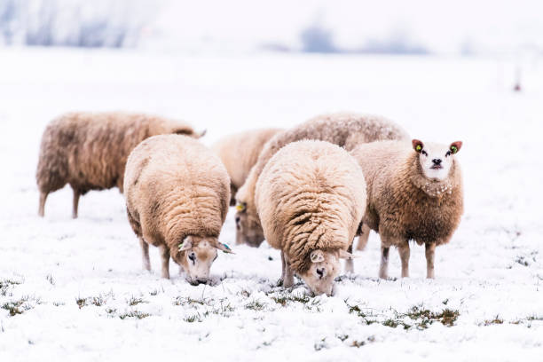 moutons dans un pré couvert de neige dans un paysage d’hiver - prairie farm winter snow photos et images de collection