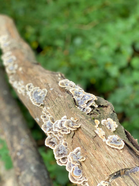 istock Mushrooms as a part of the tree 1284017654
