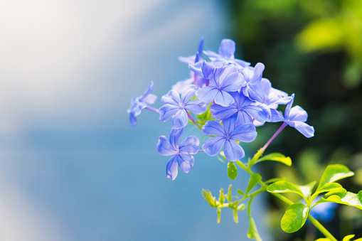 Close up of a cluster of Blue Plumbago flowers found in a Bermuda garden.