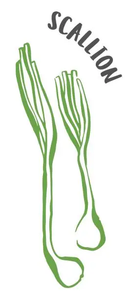 Vector illustration of Green onion or scallion hand painted with ink brush isolated on white background