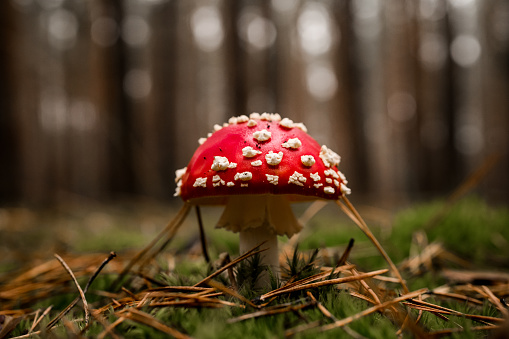 side view of beautiful bright fly agaric mushroom grows in the pine forest on green moss