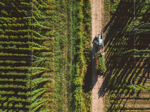 Tractor harvesting hops. Filed of hop being harvest. Lucious green hops field, view from the air.
