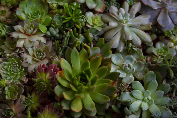 Various succulent plants garden terrarium close-up