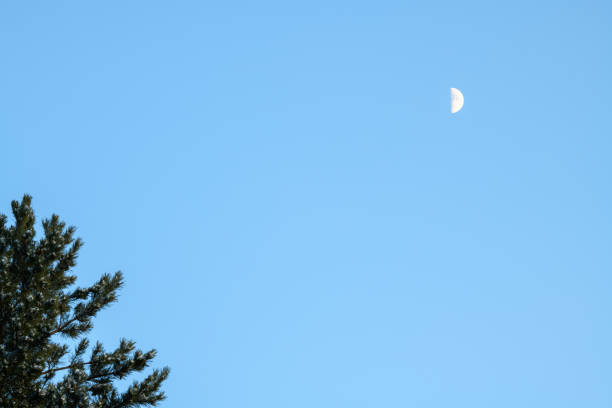Moon in the blue sky in the evening with a pine tree. Evening landscape
