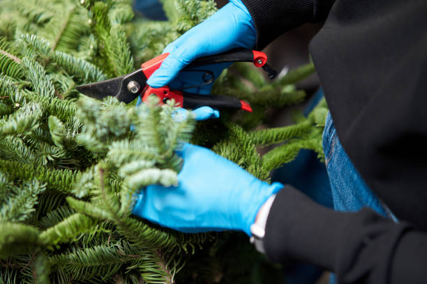 istock A woman decorates a Christmas arrangement. Master class on making decorative ornaments. Christmas decor with their own hands. The new year celebration. Flower shop 1284023382