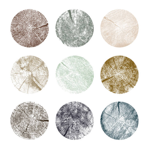 Set of tree rings. Wood texture of wavy ring pattern from a slice of tree. Grayscale wooden stump. Vector illustration. Isolated on white background. Set of tree rings. Wood texture of wavy ring pattern from a slice of tree. Grayscale wooden stump. Vector illustration. Isolated on white background. pebble shapes stock illustrations