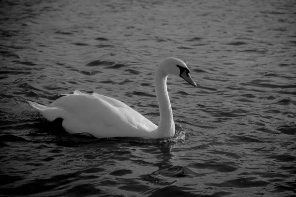istock Swan - Hyde Park, London, UK 1284024597