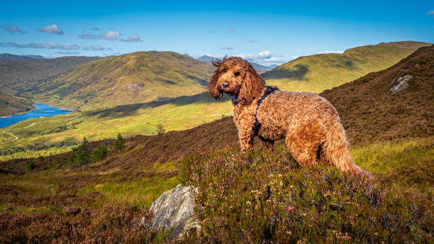 Hill walking Cockapoo in Glen Finglas A red cockapoo standing near a cairn on the hills above Loch Finglas in the Trossachs National Park scotland photos stock pictures, royalty-free photos & images