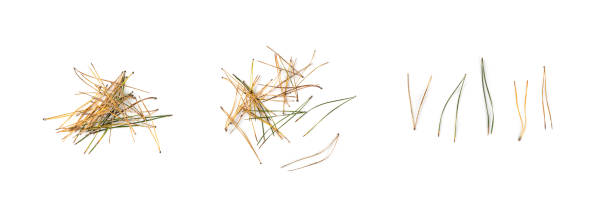 istock Heap of pine needles isolated on white background 1284024986