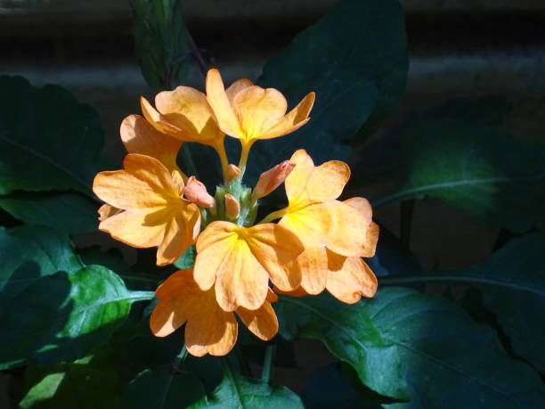 THE CROSSANDRA FLOWERS The crossandra flowers are beautiful. They are tropical flowers. They are are also called 'Firecracker Flowers' for the reason that their seed pods explode onto the ground and create new seedlings. The flowers are used to worship God. Indian women adorn the crossandra flowers in their plaits to make themselves beautiful. firecracker flower stock pictures, royalty-free photos & images